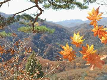 圣墟最新章節(jié)閱讀，探索神秘的奇幻世界